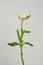 White helichrysum Straw flower bloomingÂ on white background